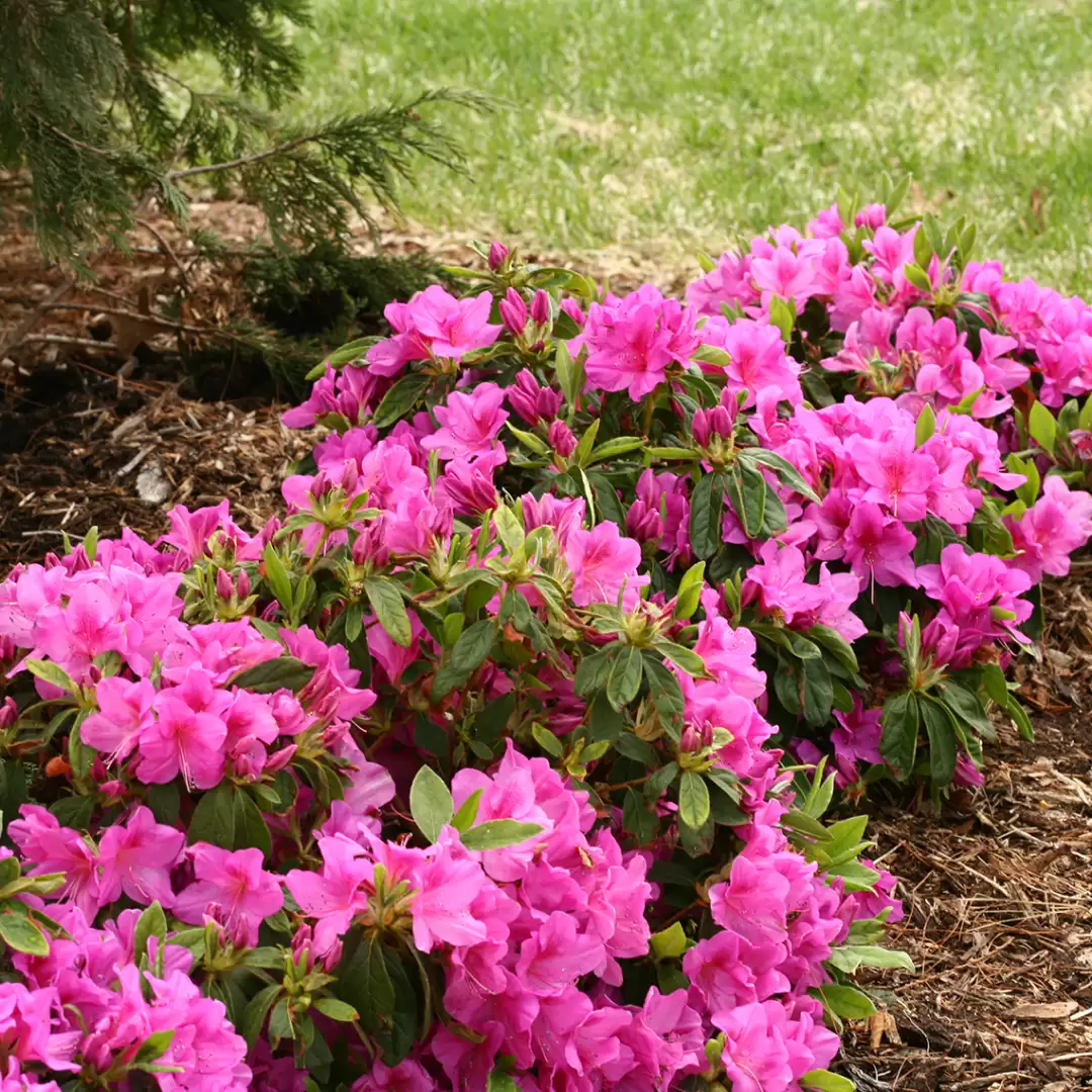 Three Bloom-A-Thon Lavender reblooming azaleas in garden